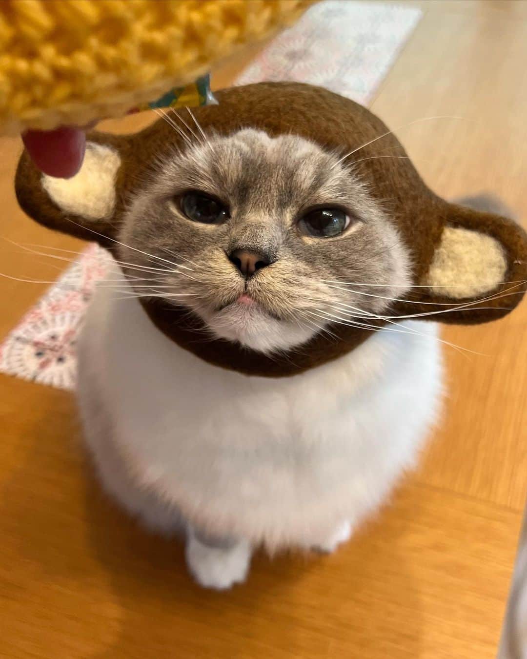 しるこさんのインスタグラム写真 - (しるこInstagram)「2023.4.1 #0401ちるちる   可愛い可愛い😂  #猿一族 #猿一族140号  #レンタル衣装部大中小  ありがとう🐵  #寅コレ #寅コレ専属モデル   今月もゆるりとよろしくね😺😸」4月1日 10時01分 - shirukotan