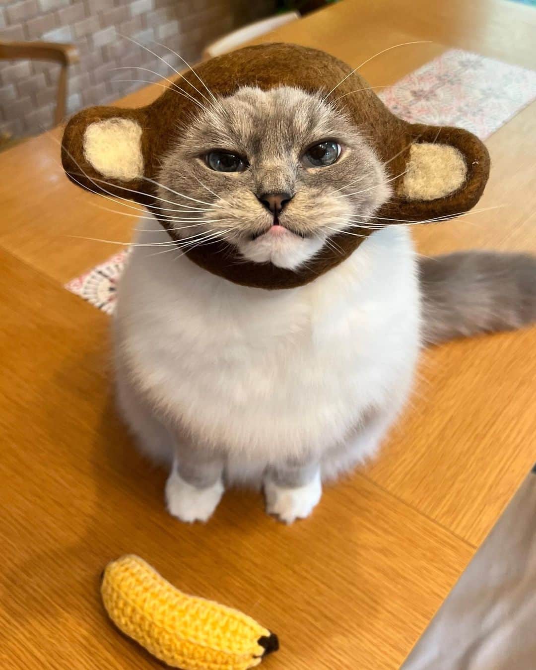 しるこさんのインスタグラム写真 - (しるこInstagram)「2023.4.1 #0401ちるちる   可愛い可愛い😂  #猿一族 #猿一族140号  #レンタル衣装部大中小  ありがとう🐵  #寅コレ #寅コレ専属モデル   今月もゆるりとよろしくね😺😸」4月1日 10時01分 - shirukotan