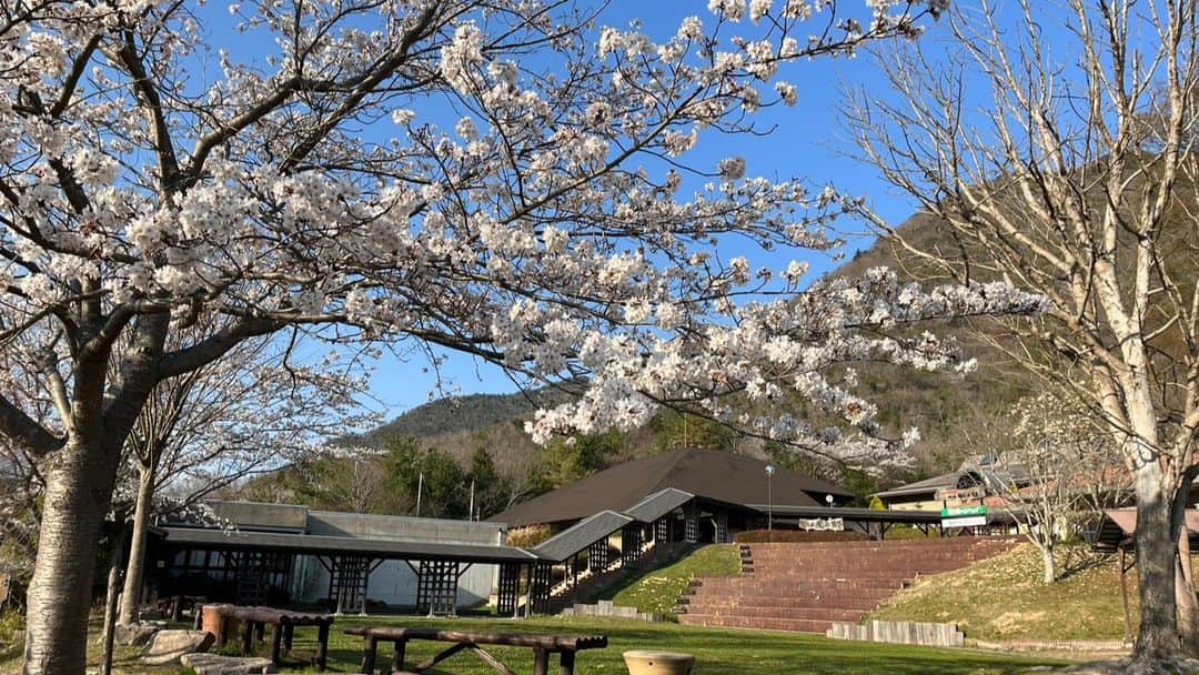 丹波焼の郷（公式）さんのインスタグラム写真 - (丹波焼の郷（公式）Instagram)「. おはようございます。 爽やかで気持ちの良い朝ですね！  陶の郷の桜🌸見ごろでございます💁  昨日も陶の郷のお祭り広場でお弁当を広げてお花見をされているお客様がいらっしゃいました😊  皆様ものんびりと楽しい時間をお過ごしくださいね。  ご来園をお待ちしております💁‍♀️  #丹波焼 #立杭焼 #器のある暮らし  #陶芸体験 #陶芸教室  #陶器  #桜スポット #丹波篠山市  #陶の郷  #お花見」4月1日 10時02分 - tanbayaki_official