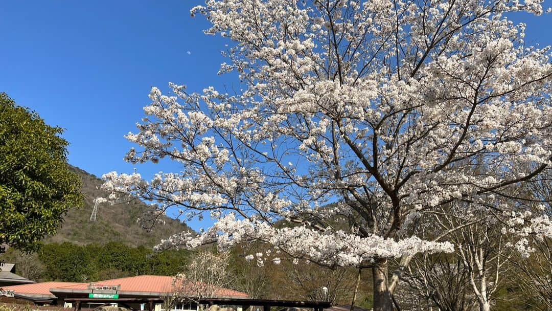 丹波焼の郷（公式）さんのインスタグラム写真 - (丹波焼の郷（公式）Instagram)「. おはようございます。 爽やかで気持ちの良い朝ですね！  陶の郷の桜🌸見ごろでございます💁  昨日も陶の郷のお祭り広場でお弁当を広げてお花見をされているお客様がいらっしゃいました😊  皆様ものんびりと楽しい時間をお過ごしくださいね。  ご来園をお待ちしております💁‍♀️  #丹波焼 #立杭焼 #器のある暮らし  #陶芸体験 #陶芸教室  #陶器  #桜スポット #丹波篠山市  #陶の郷  #お花見」4月1日 10時02分 - tanbayaki_official