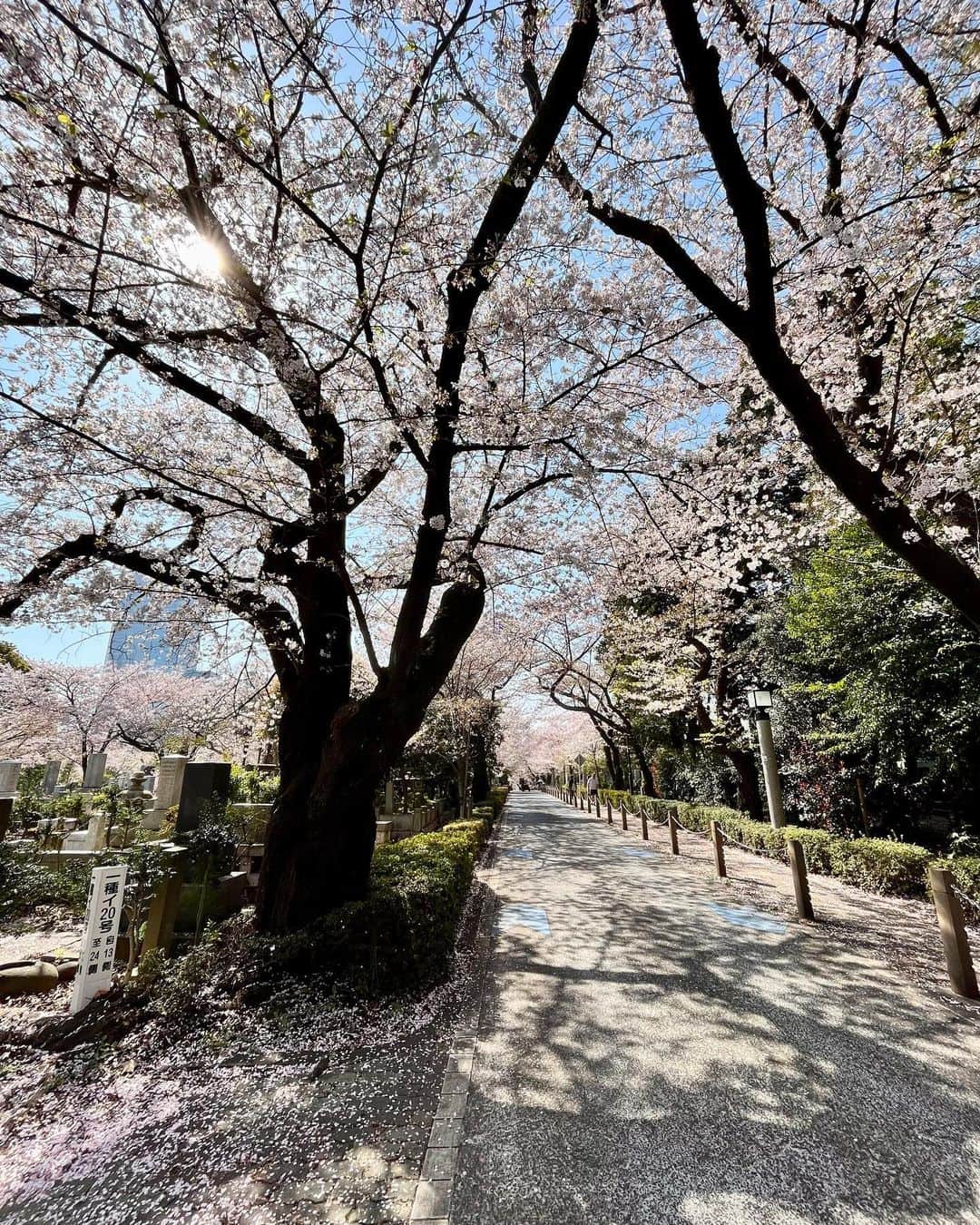 小西美穂のインスタグラム：「きょうから4月。大学教員2年目、番組コメンテーター2年目、ひきつづきがんばります！新年度もよろしくお願いします🌸  #東京 #桜 #青山墓地」
