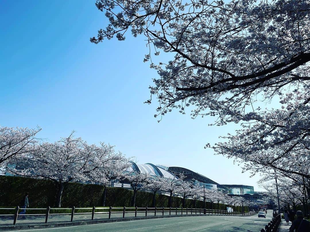 タケモトコウジさんのインスタグラム写真 - (タケモトコウジInstagram)「周辺もコースも桜満開です！   #阪神競馬場   #桜  #花見」4月1日 10時02分 - takemotokoji