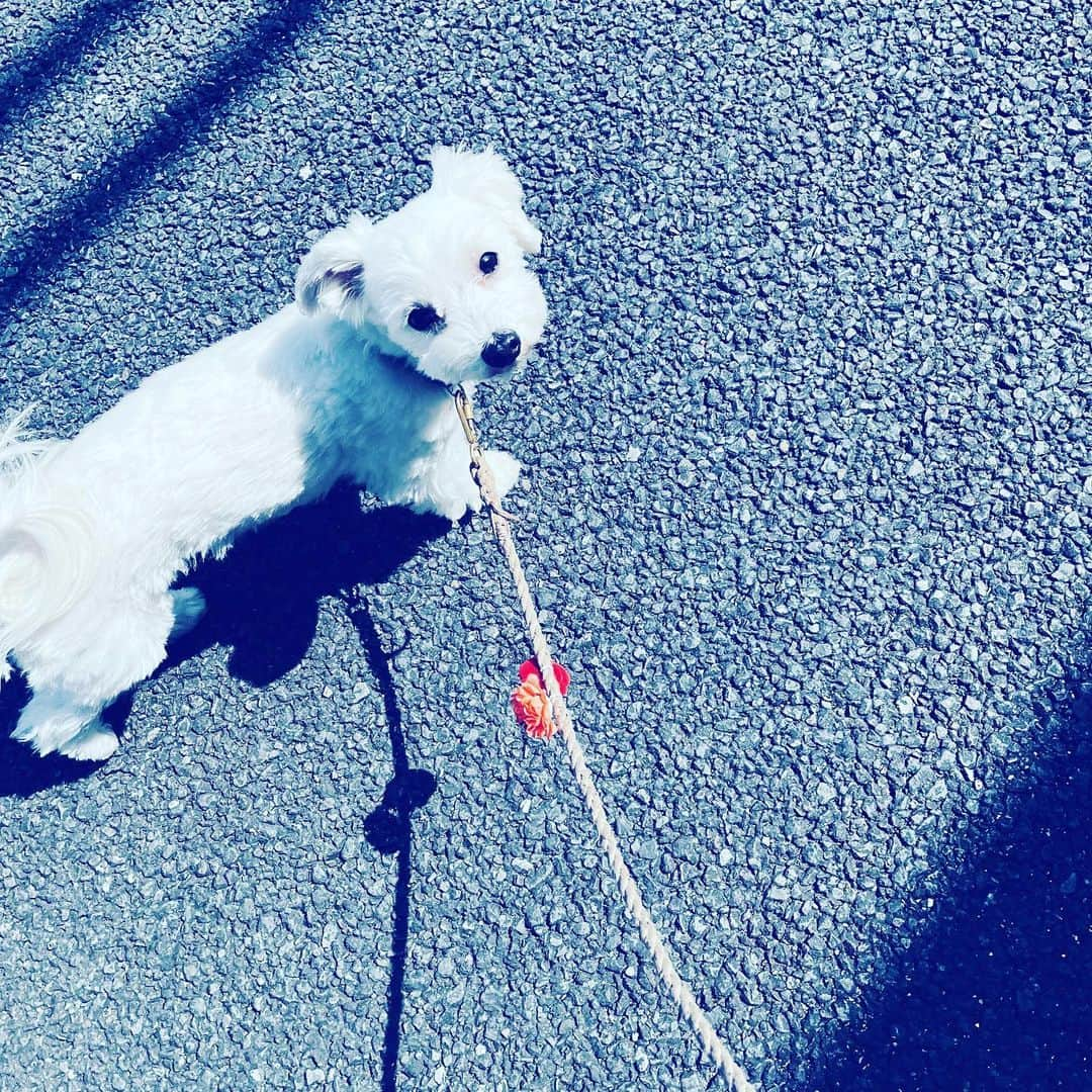 中野敬久さんのインスタグラム写真 - (中野敬久Instagram)「#april #start #dog #maltese #akane #letsgo」4月1日 10時04分 - hirohisanakano