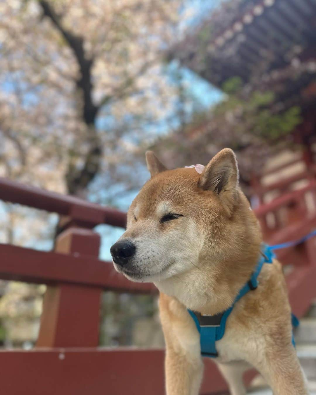 まる（まるたろう）のインスタグラム