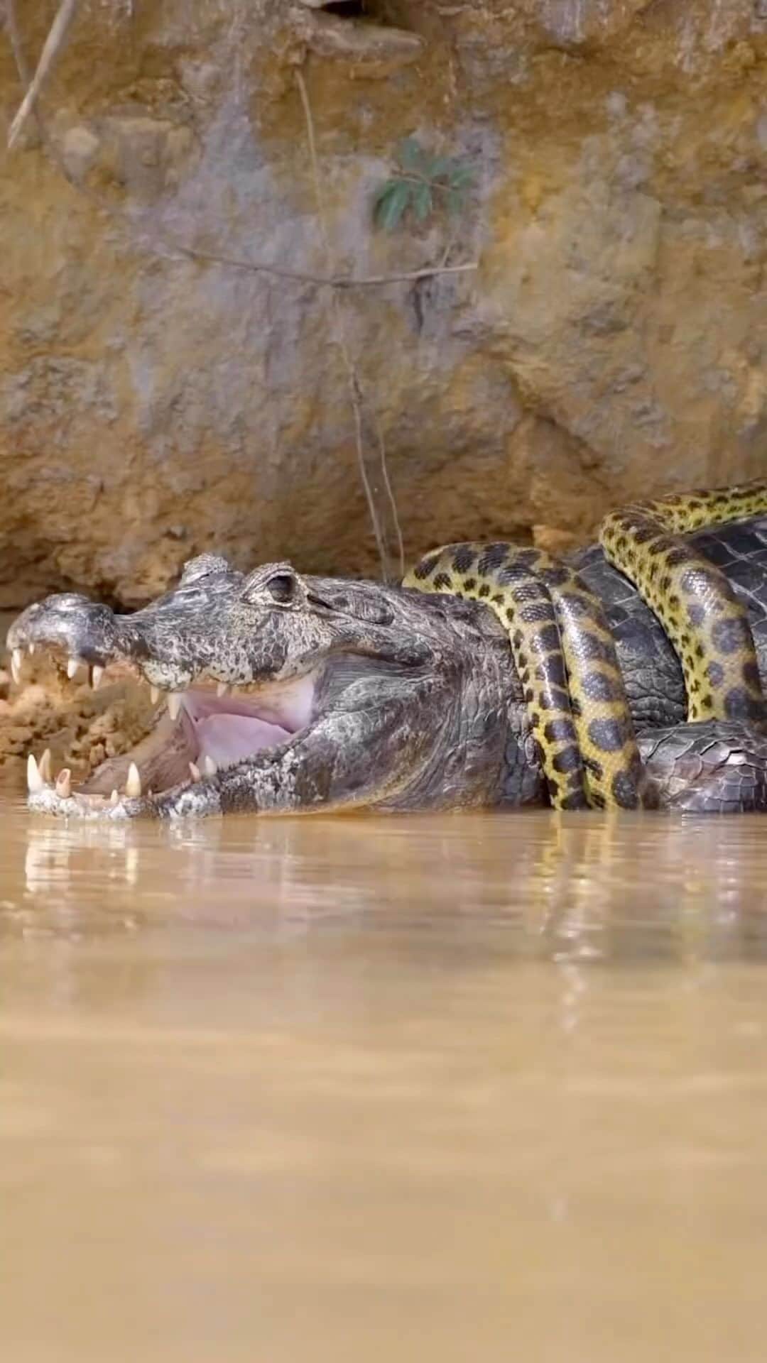 WildLifeのインスタグラム：「Video by @henriqueolsen 🇧🇷 Jacaré-do-pantanal x Sucuri-amarela🐊x🐍 #tbt desse dia épico! 🇬🇧 Caiman x Yellow Anaconda 🐊x🐍 #tbt epic day! • • #wildliveplanet #pantanal #wildlife #bbcearth #yourshotphotographer #earthcapture #bigcatsofinstagram #ecotourism #nikonphotographer #nikonambassador #viralreels #animals #natureismental #visitbrasil #bbcearth #earthcapture #zcreators #jacare #alligator #anaconda #fighting」