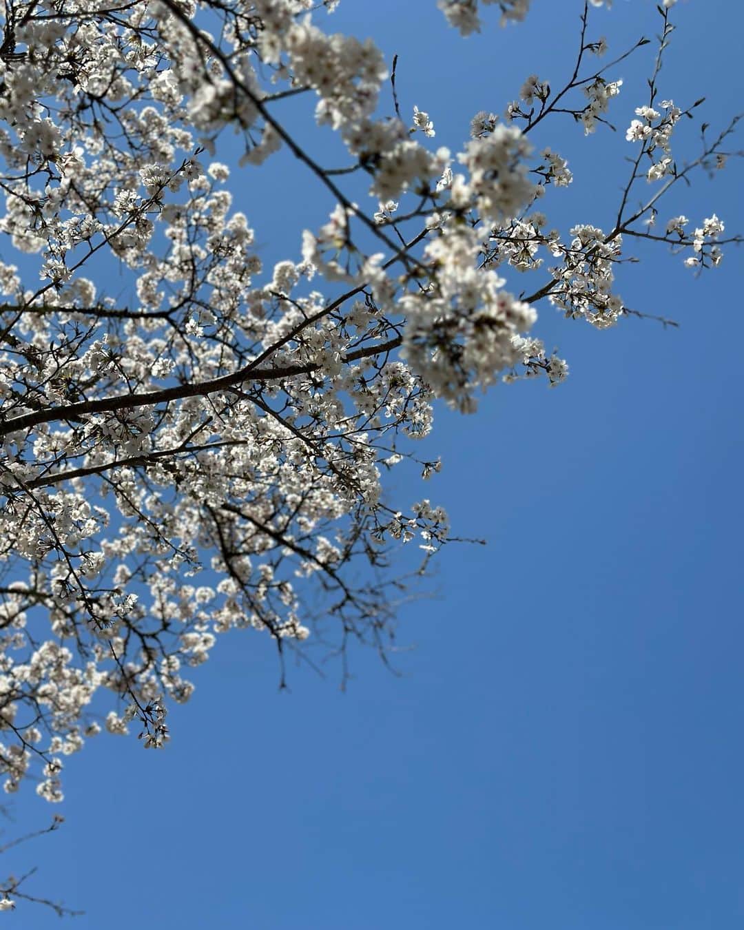 MANAさんのインスタグラム写真 - (MANAInstagram)「🌸🌸SAKURA🌸🌸 4月スタート✨ 今年はタイミング良く 満開でお天気も良く最高でした🥰 お仕事の合間にちょこっとお花見🌸  #sakura🌸 #春 #新しいスタート #感謝 #桜のようにみんなから愛されますように」4月1日 15時57分 - mana_ifbbpro