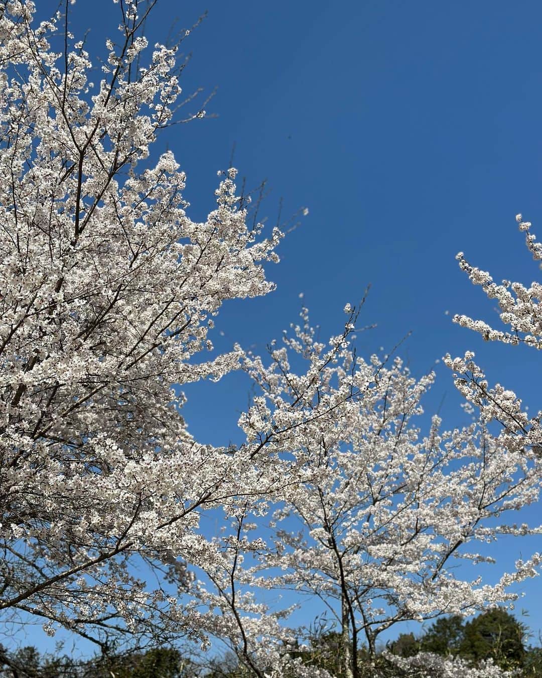 MANAさんのインスタグラム写真 - (MANAInstagram)「🌸🌸SAKURA🌸🌸 4月スタート✨ 今年はタイミング良く 満開でお天気も良く最高でした🥰 お仕事の合間にちょこっとお花見🌸  #sakura🌸 #春 #新しいスタート #感謝 #桜のようにみんなから愛されますように」4月1日 15時57分 - mana_ifbbpro