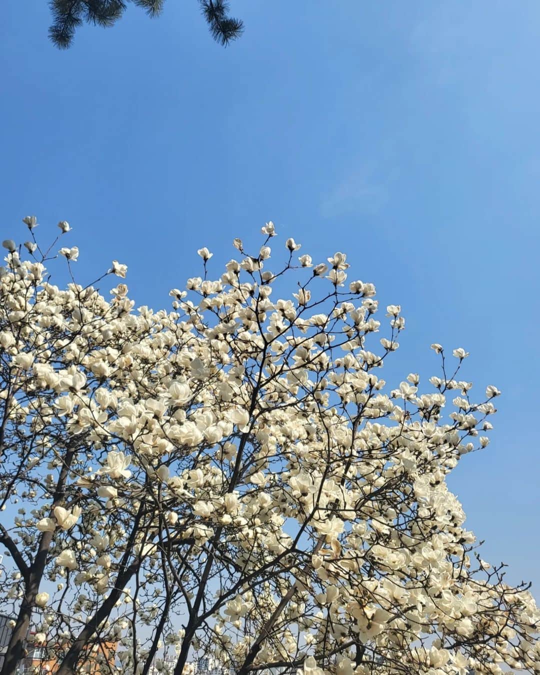 コ・ボギョルさんのインスタグラム写真 - (コ・ボギョルInstagram)「April 💐 🌸요즘 날씨가 너무 좋네요..🌷좋은 주말 되세요🦄」4月1日 10時29分 - gobogyeol