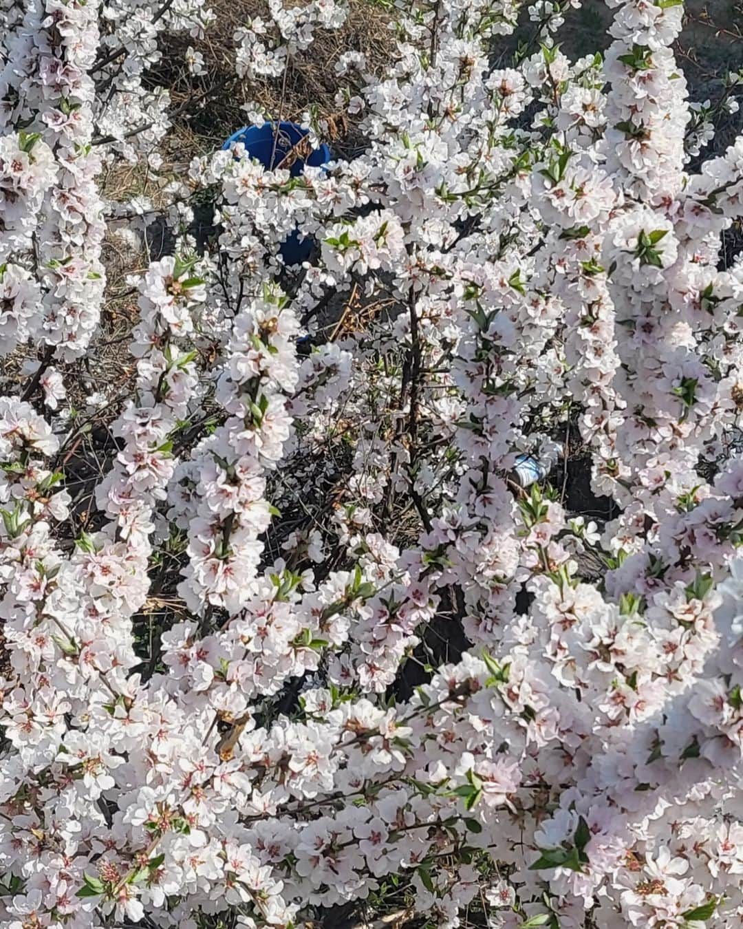 コ・ボギョルさんのインスタグラム写真 - (コ・ボギョルInstagram)「April 💐 🌸요즘 날씨가 너무 좋네요..🌷좋은 주말 되세요🦄」4月1日 10時29分 - gobogyeol