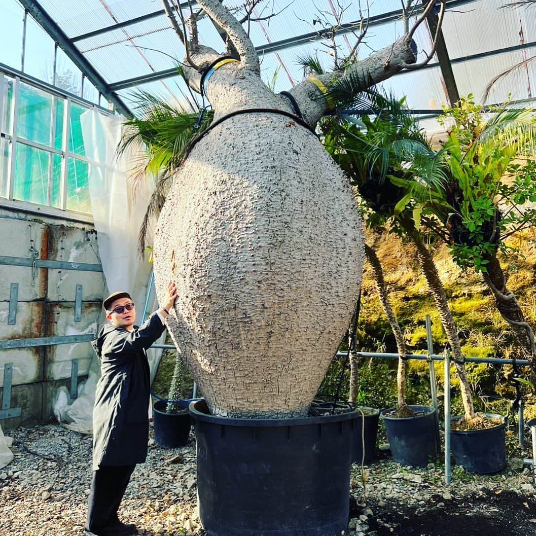 三浦崇宏さんのインスタグラム写真 - (三浦崇宏Instagram)「#植物 #植物園 #そら植物園 #プラントハンター #plantHunter #instagood  #植物といえば呼吸するアートと聞いて」4月1日 10時30分 - takahiro3ura
