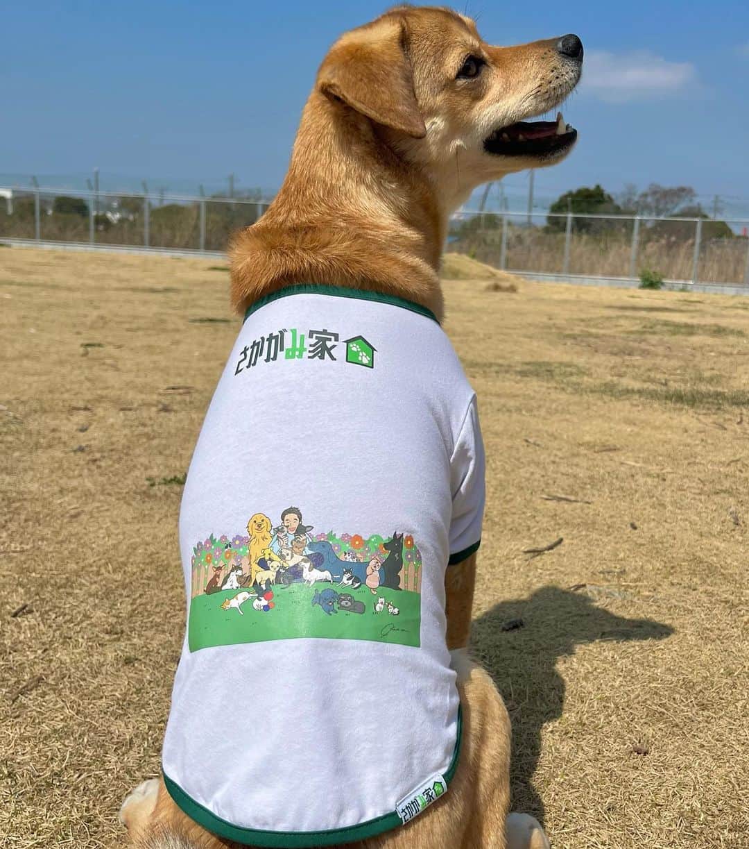 坂上忍のインスタグラム：「【新商品発売のお知らせ】 本日より！ さかがみ家オンラインストアにて、  🌟全員集合ドッグウェア 🌟全員集合Tシャツ第2弾  どちらも25兄妹ver.になって 新登場！！！  【ドッグウェア】 🔶9種類の豊富なサイズ展開 🔶¥2,970〜¥3,520(税込)  【Tシャツ】 🔷XS,S,M,L,XL 🔷¥4,290(税込)  愛犬と ペアルックができちゃいます♡  この機会にぜひ！ お買い求めください♪  文太着用サイズ:2L  名前：文太 年齢：推定2才 性別：男の子 犬種：MIX 趣味：思いっきり遊ぶ  Name :  Bunta Age : About 2 Gender : Boy Breed : Mix Hobby : Playing a lot   #さかがみ家 #保護犬 #保護猫 #里親募集中 #犬#猫#かわいい #dog #cat #animals #nature #animallover #pets #cute #adaptable #dogs #cats #instaanimals #adaption #rescuedogs #rescuecats #puppy #kitten #japan #animalshelter」