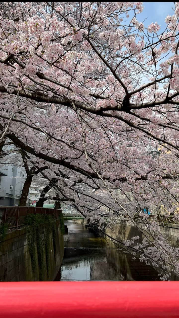 下地奨のインスタグラム：「Sakura 🌸」