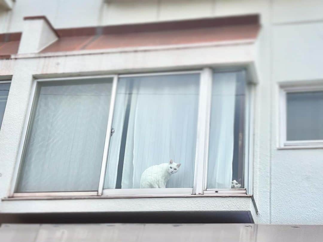 八、おこめさんのインスタグラム写真 - (八、おこめInstagram)「４月も真面目に頑張ろ〜🌸✨ 見てる見てる！お母はんを見てるw 2人で出窓に居るの外から初めて見た♩ 貴重な光景や♡♡ #窓辺の猫 #窓と猫 #八おこめ #ねこ部 #cat #ねこ #猫 #ネコ」4月1日 10時42分 - naomiuno