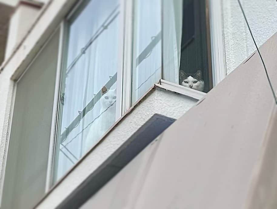 八、おこめさんのインスタグラム写真 - (八、おこめInstagram)「４月も真面目に頑張ろ〜🌸✨ 見てる見てる！お母はんを見てるw 2人で出窓に居るの外から初めて見た♩ 貴重な光景や♡♡ #窓辺の猫 #窓と猫 #八おこめ #ねこ部 #cat #ねこ #猫 #ネコ」4月1日 10時42分 - naomiuno