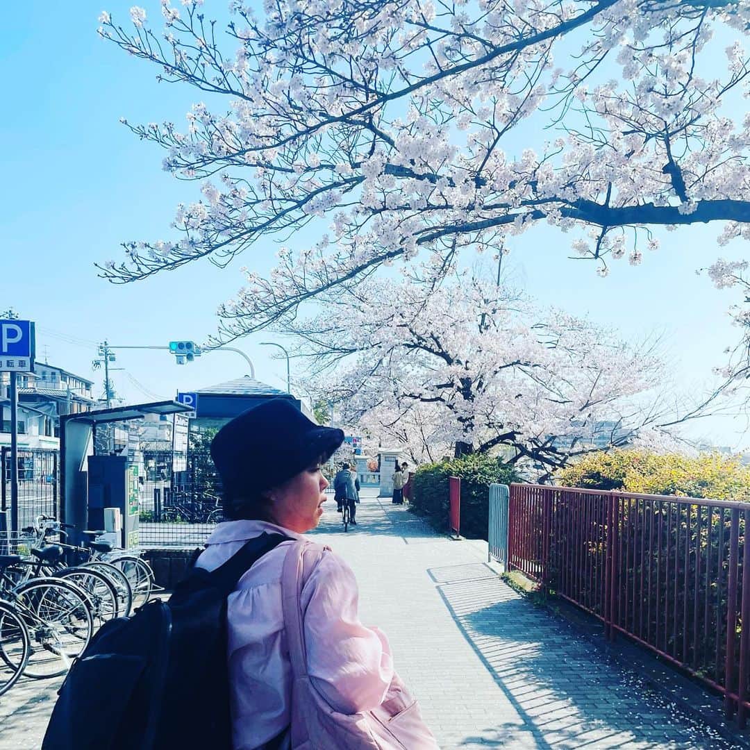 のインスタグラム：「大荷物ますみとお花見気分どうぞ🌸  #天才ピアニスト #天才ピアニストますみ #お花見 #鴨川 #桜」