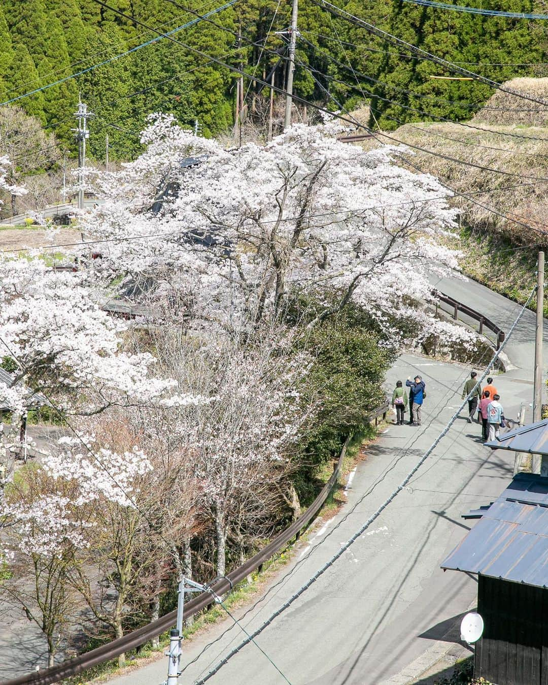 黒川温泉のインスタグラム：「【黒川温泉の桜の開花】  4月になり黒川温泉のあちらこちらで桜が開花しています。こうの湯方面の道沿いの桜が満開近くなっていました。同じ温泉街でも場所によって開花状況が違っているようです。黒川温泉に咲く桜は点在しているためか、自然の景色のなかでひっそりと咲いている印象を受けます。諸行無常、一日一日と草花の様子は変わっていきますので、週末を利用して散策にいらしてみてはいかがでしょうか。  April has come and the cherry blossoms have begun to bloom. The cherry blossoms in Kurokawa Onsen are not showy, but they are blooming strongly and quietly. The cherry blossoms are changing day by day, so please come and visit us.  #黒川温泉 #温泉 #阿蘇 #露天風呂 #南小国 #旅館  #桜 #湯めぐり #温泉めぐり #hotsprings #ryokan  #japantrip  #Japanesestyleinn #satoyamalandscape #onsenryokan  #kurokawaonsen #aso #satoyama #onsen」