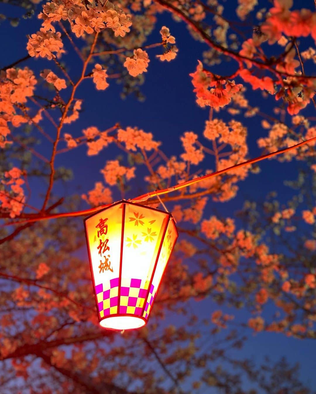 松田愛里さんのインスタグラム写真 - (松田愛里Instagram)「満開🌸 #玉藻公園 #桜の馬場 #夜桜 #ライトアップ #香川 #高松 #花見」4月1日 11時11分 - matsuda_airi_