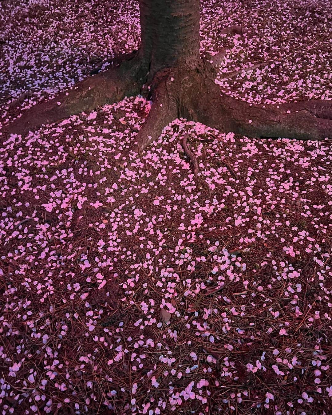 松田愛里さんのインスタグラム写真 - (松田愛里Instagram)「満開🌸 #玉藻公園 #桜の馬場 #夜桜 #ライトアップ #香川 #高松 #花見」4月1日 11時11分 - matsuda_airi_