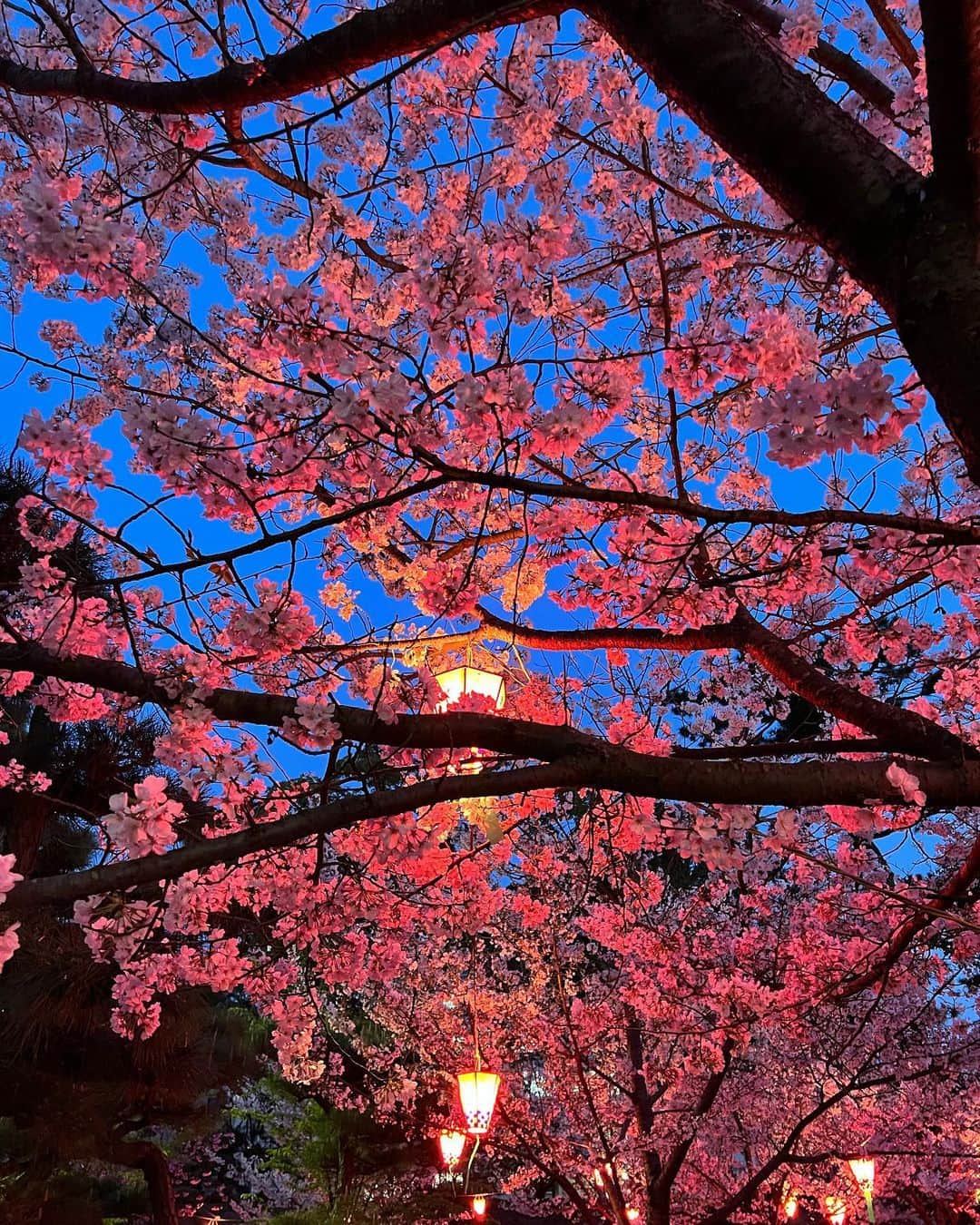 松田愛里のインスタグラム：「満開🌸 #玉藻公園 #桜の馬場 #夜桜 #ライトアップ #香川 #高松 #花見」