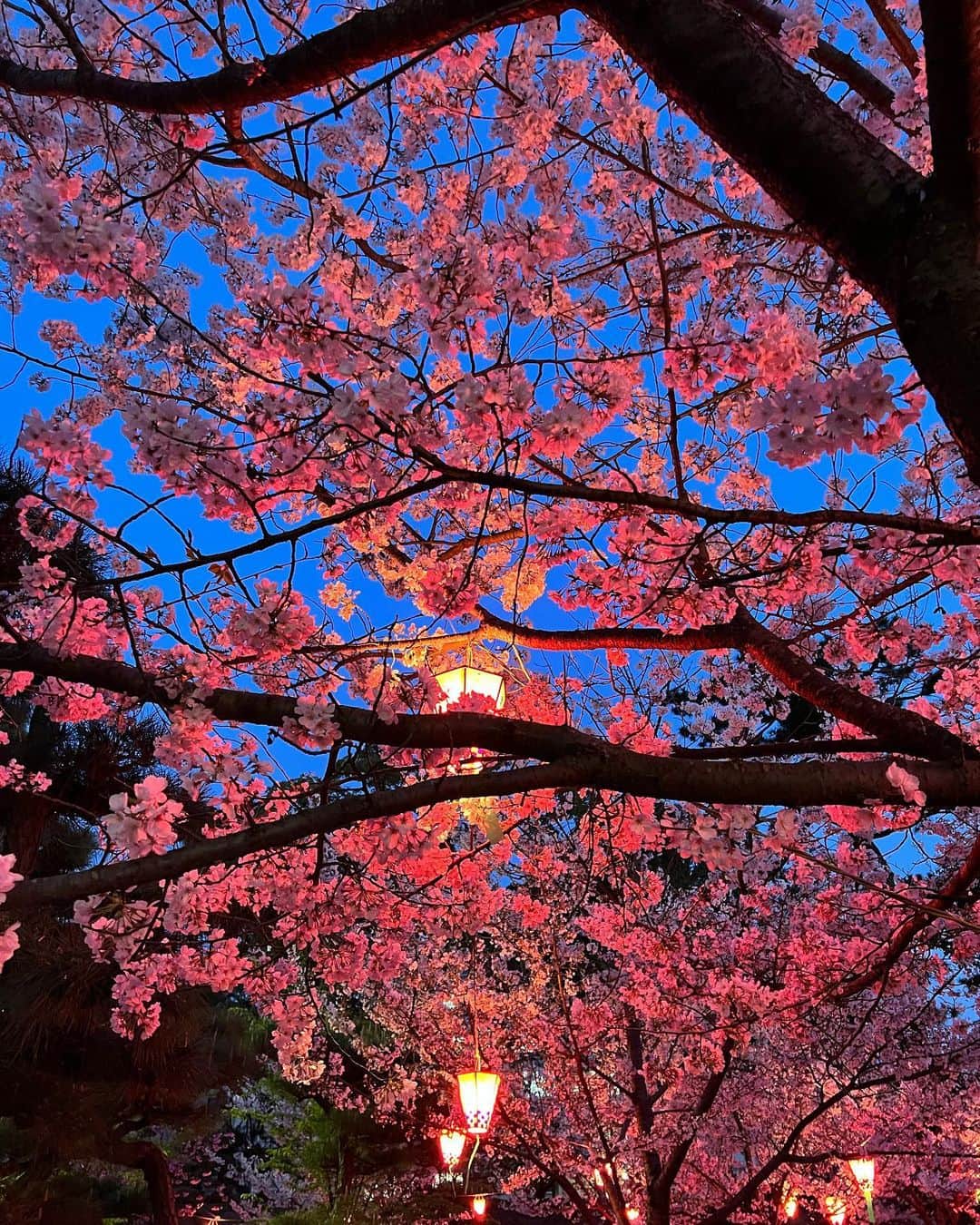 のインスタグラム：「満開🌸 #玉藻公園 #桜の馬場 #夜桜 #ライトアップ #香川 #高松 #花見」