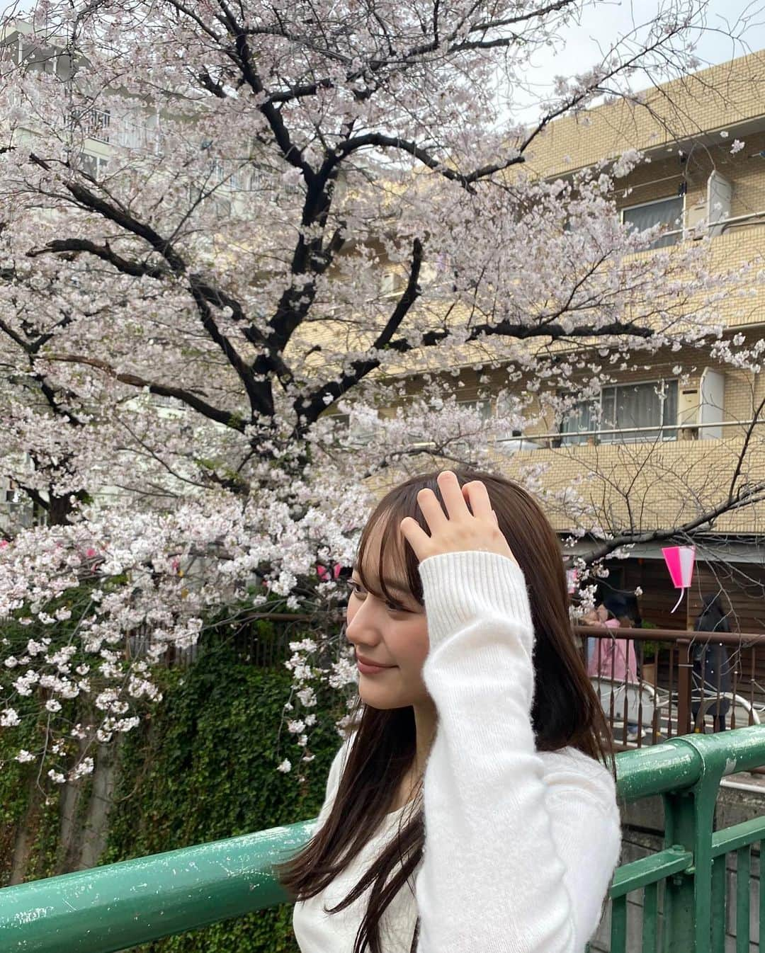 加藤栞さんのインスタグラム写真 - (加藤栞Instagram)「SAKURA 2🌸」4月1日 11時03分 - shioriii810