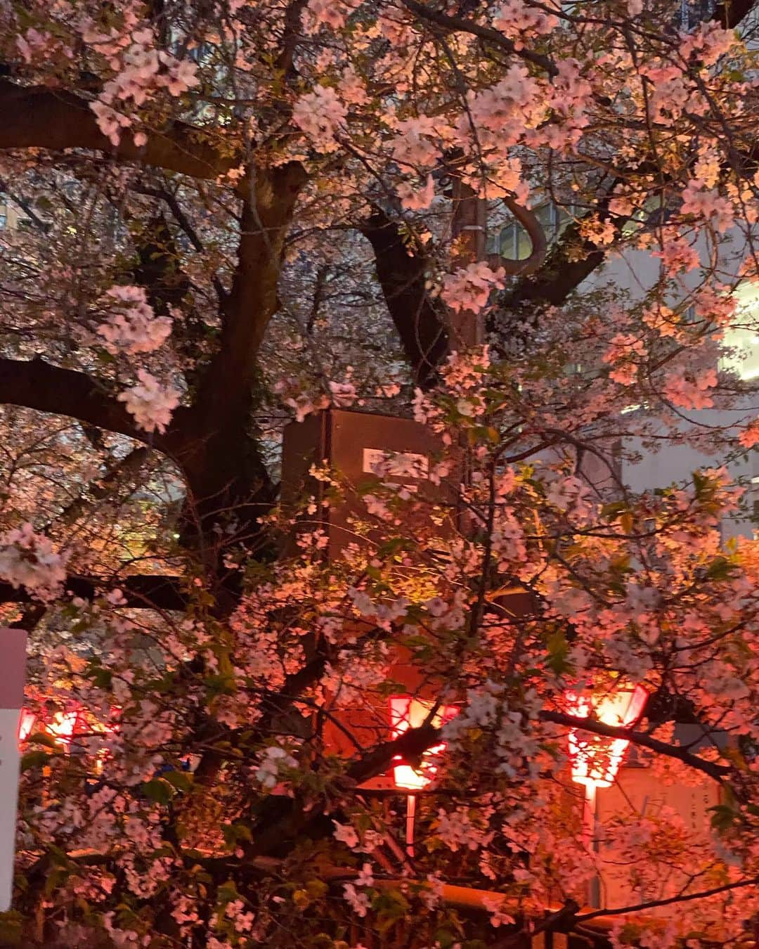 加藤栞さんのインスタグラム写真 - (加藤栞Instagram)「SAKURA 2🌸」4月1日 11時03分 - shioriii810