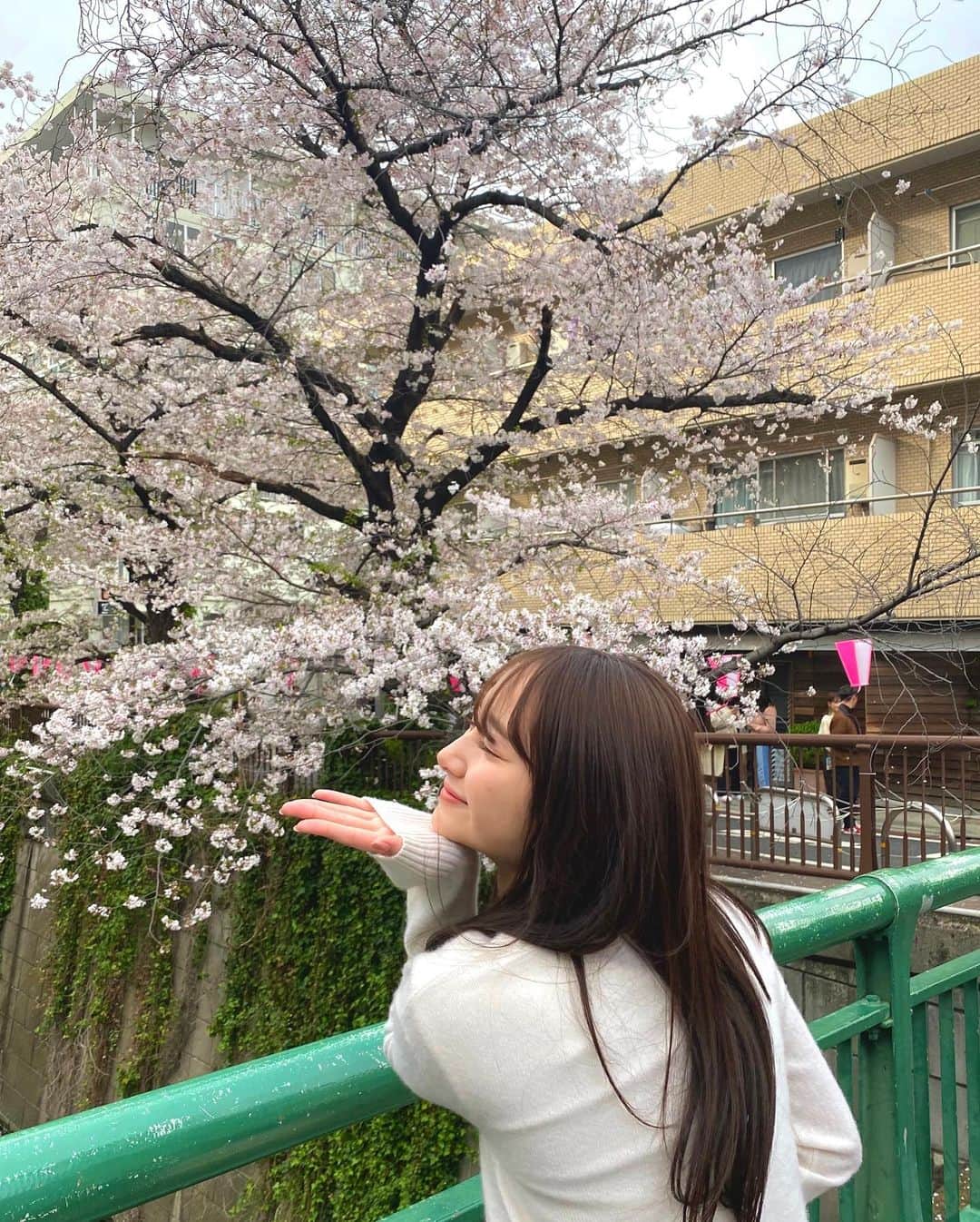 加藤栞さんのインスタグラム写真 - (加藤栞Instagram)「SAKURA 2🌸」4月1日 11時03分 - shioriii810