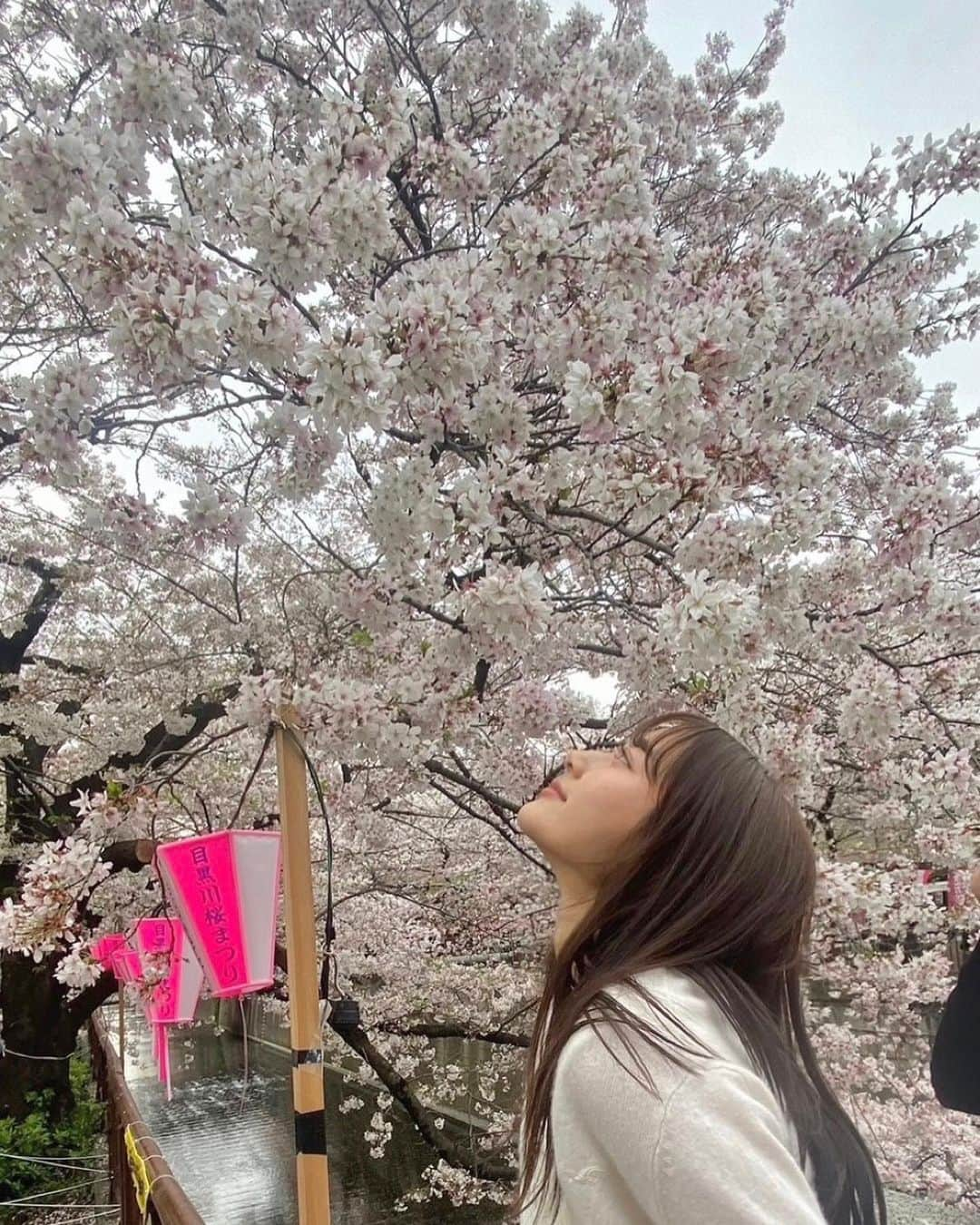 加藤栞のインスタグラム：「SAKURA 2🌸」