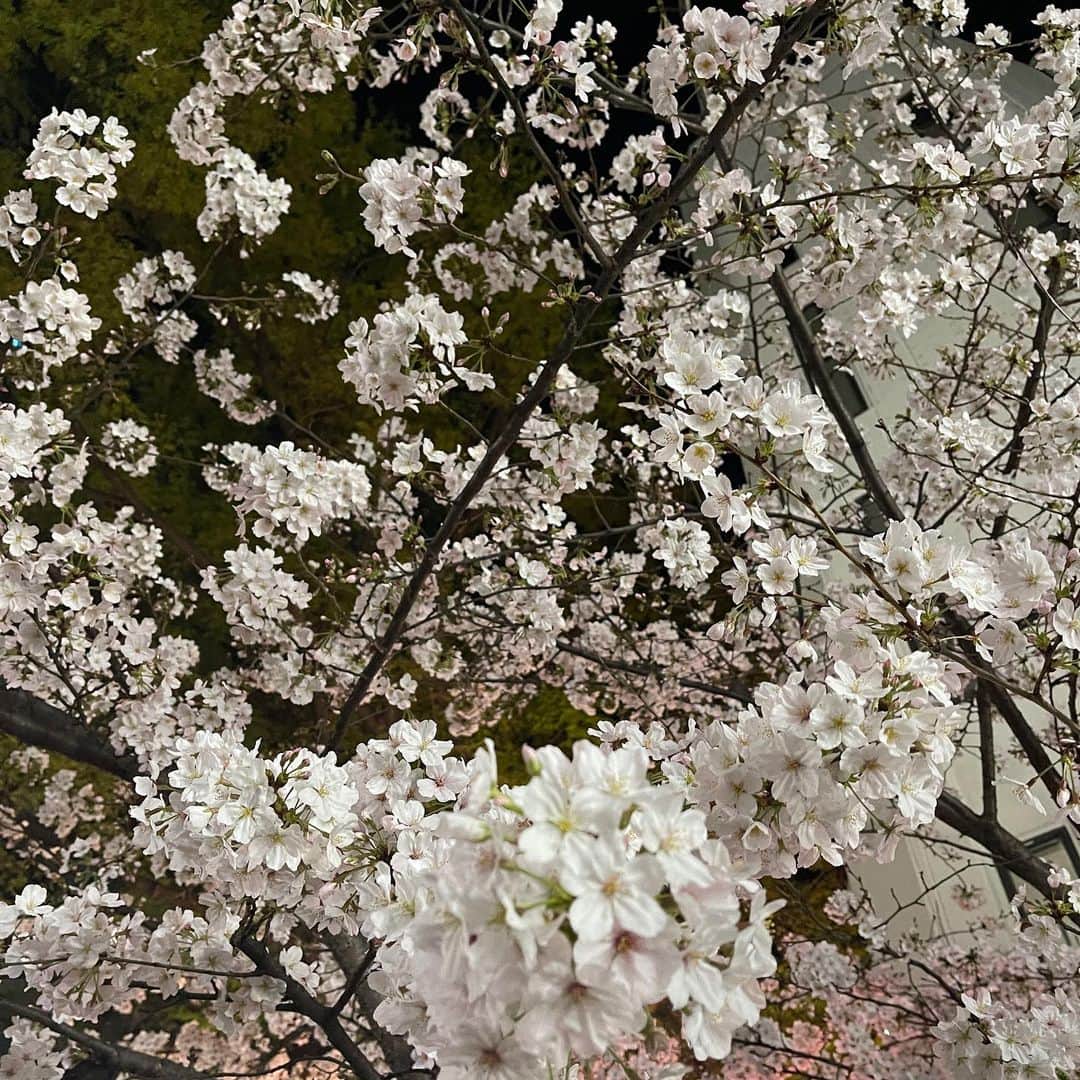 chocomooさんのインスタグラム写真 - (chocomooInstagram)「Spring 2023🌸🍵」4月1日 11時15分 - yukachocomoo