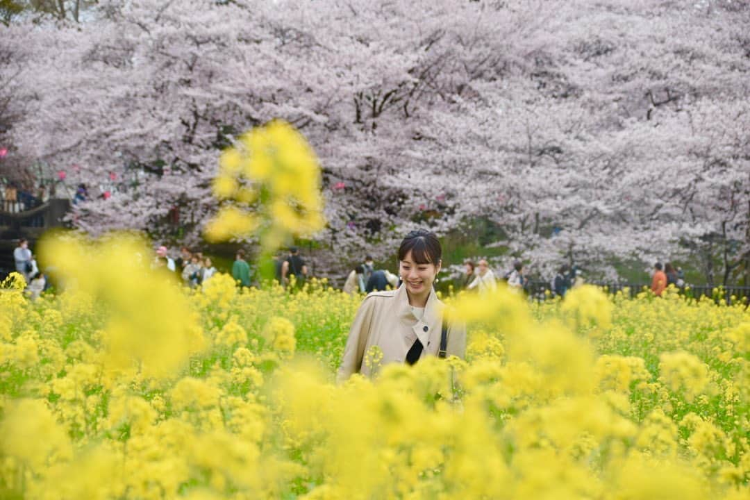 遥羽ららのインスタグラム：「.   あっという間に4月🌸 今日は暖かくて過ごしやすいですね☺️  菜の花と桜のコラボがとっても綺麗でした🌼  #桜 #菜の花 #権現堂 #花よりポテト🍟🤣 #ロングポテトのもちもち感 #大好き♡」