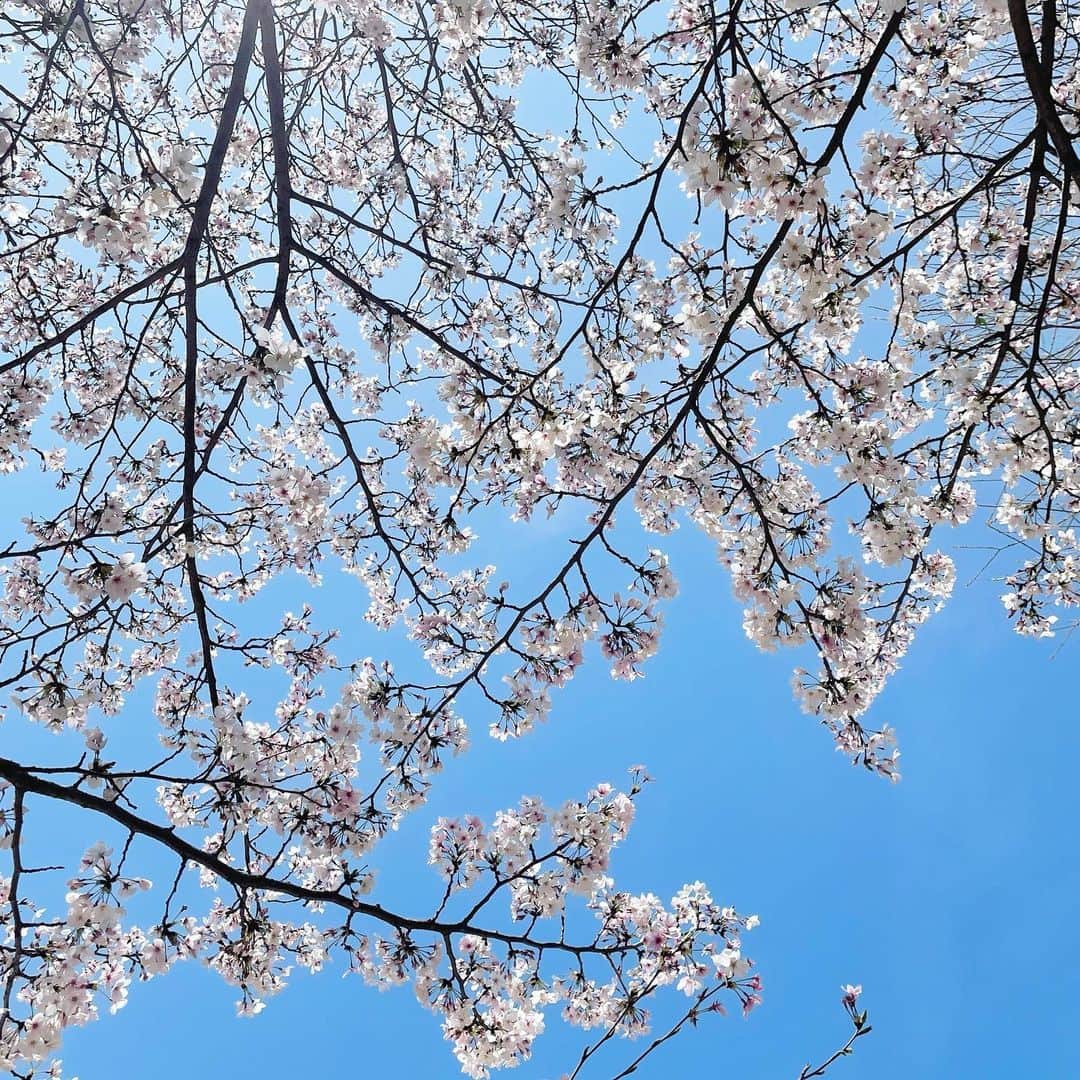 平野由実のインスタグラム：「🌸」