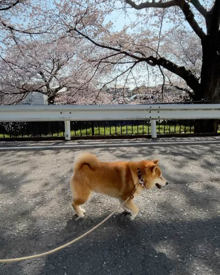 豆柴つむじくんのインスタグラム：「花びら舞っててきれい #豆柴 #柴犬 #시바견 #shiba #shibainu #shibastagram #shibalove #shibadog #つむじ #ここ柴部 #桜さんぽ」