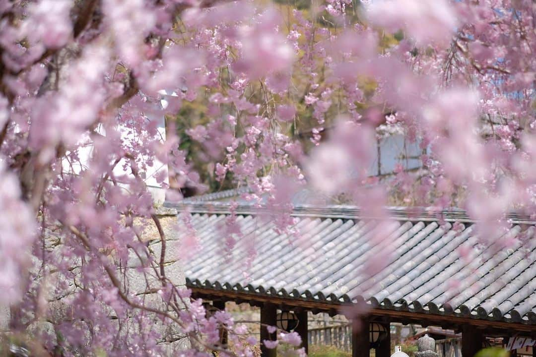 奈良 長谷寺 / nara hasederaのインスタグラム：「#桜 咲いてますよー！  The #cherryblossoms and the weather are good.  #長谷寺 #奈良長谷寺 #総本山長谷寺 #真言宗豊山派 #花の御寺 #奈良 #hasedera #hasederatemple #temple #japan #japanesetraditional #pilgrimage #nara #tourism #sightseeing #japanesetemple #西国三十三所 #霊場 #巡礼 #四寺巡礼 #長谷寺が好き #日本遺産 #観音さんさんサイコク巡礼 #千年巡礼」