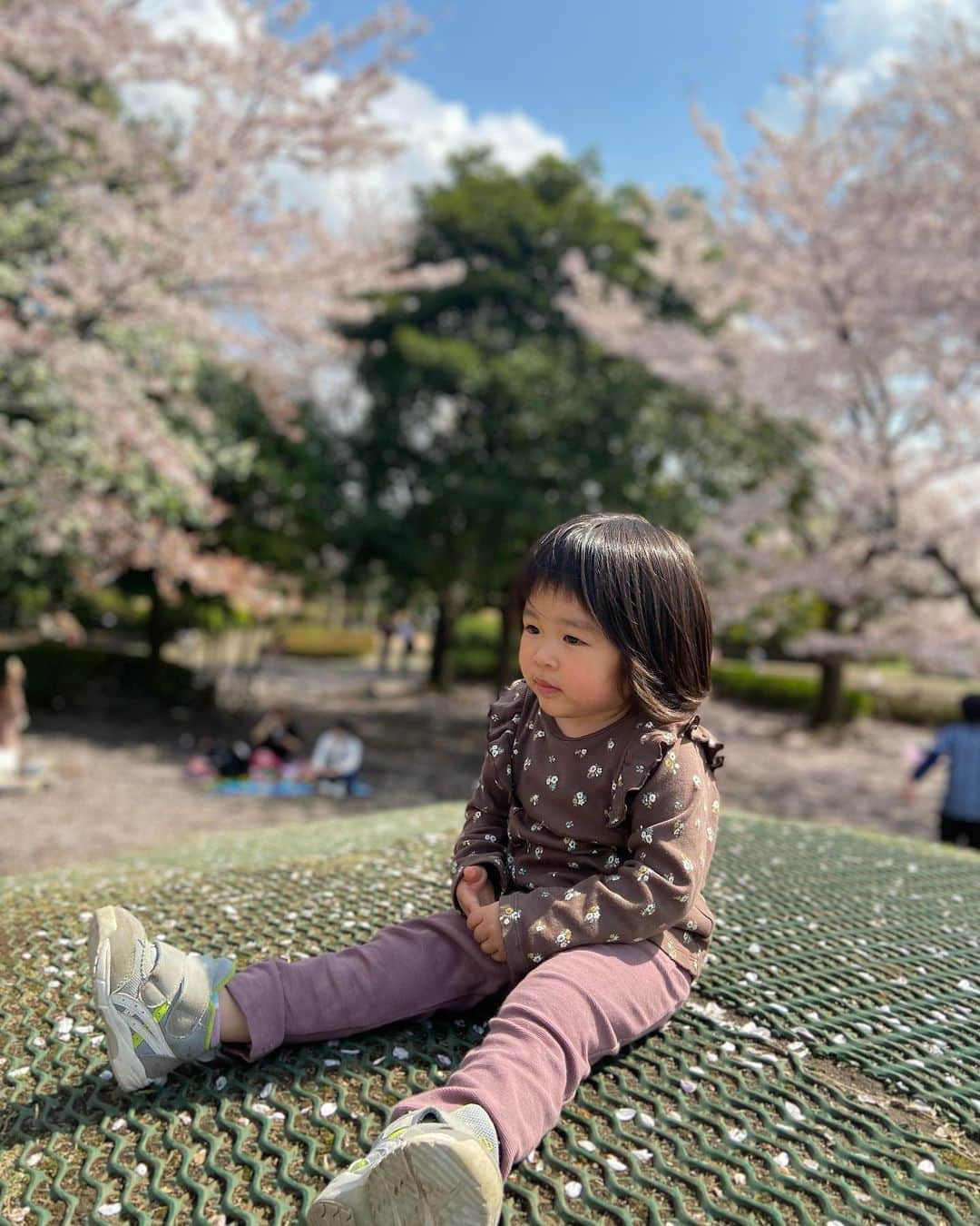 hiyoriのインスタグラム：「幼稚園に入ったら 様子がまた変わるんだろうな〜☺️  一応まだベビ時代?の ラスト備忘録🙇‍♂️🙇‍♂️🙇‍♂️  ☑公園いこー🌸 やだー！いーまるねぇ、おうちがすきだもーん！！ と、出不精だった冬。 ママ、お腹にベイビーいるから激しく遊べないんだよー💦 と言ってから余計に出なくなったかんじ😥  春になって公園いこー🌸と誘うと 「だいちゃんいるかなぁ？」 ママバレエのお友だちと遊びたいみたい💗 近所にお友だちがいないのは… ママのせいです。ごめんよ😭🙏  ☑︎ 公園で見知らぬ子も子どもはみんなおともだち。  ほんとは声かけて遊びたそうだけど、 ビビって滑り台も🛝ずっとどうぞどうぞ譲って滑らない🤣　  夫に話したら、自分がずっと跳び箱どうぞして 飛ばない子だったと判明🤣　 遺伝だった笑  小学生くらいの子がくると秒で背中を向け逃げる💨😂 (3・4枚目) けど、お姉さんたちの遊びを至近距離で観察…👀 本当は混ざりたそう🫶  ☑︎ パウパトロールにハマりまくり 全キャラと乗ってる車 決め台詞が言えるように🤣👮🚓🐶✨ はたらく車も好きで こうじげんばだー！！！！😍🫶 大興奮🤣 ママ！あれみきさーしゃだよ！ なにかつくってるねぇ！！ 現場のおじさまたちに聞こえる大声なので ちょっと恥ずかしそうなおじさまたち😅笑  ☑︎ ︎ 新しい服を着ると「ママにあってる！かぁいいよ〜かぁいいよ！」うまいんだから〜☺️💕(←買ってよかったと思ってるw)  ☑︎ らでっしゅぼーやの野菜BOXが届くと  やったー！！パパとママがたべるやさいだぁ🥦🥦🥦🙌✨  ちーは？たべないの？🙄  ちーまるはねぇ、やさいはたべないでしょ。  さも常識かの様に…😱💧 懲りずにお皿に入れても  ブロッコリーはいってたよー🥦  って、つまみ出される😱💧 いつか野菜のやの字だけでも食べてくれる日がくるかな😭🙏✨　  かろうじて、カレーとかに入れた形や色が わからない野菜は間違えて食べてる🤣🥕🧅  ☑︎ 耳たぶラブ👂💖がとまらない😅 ふやけるほど触られてる💦 寝落ちは耳たぶフニフニ 寝言で ママのみみー！！みみさわりたーい！！ と叫ぶので夜中も耳たぶ👂出動。 パパのもたまに触るけど ちがう。 ってぺってされてる👨💧 産後入院期間、耳だけ家に置いとくか…？🤣  出産まであと2ヶ月🤰 ちーまるとの日々を大切に🌸 楽しい春を過ごしたい🐷  #子育て #子育て日記 #子育てぐらむ #ちーまるgirl #3歳女の子 ＃春 #spring #🌸」