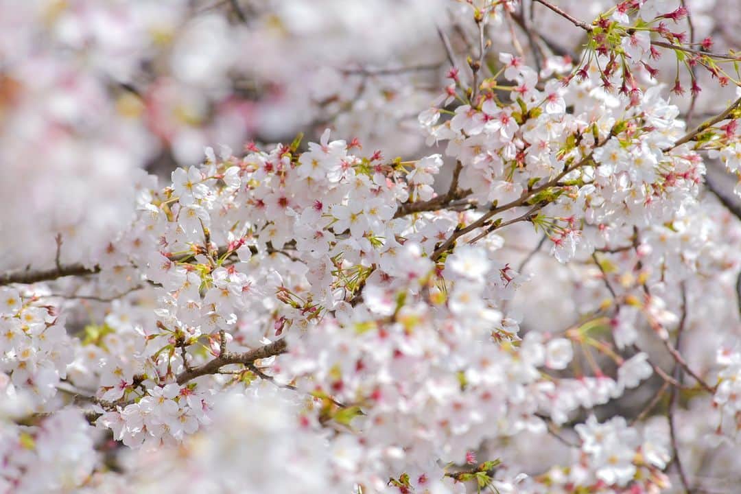 平塚市さんのインスタグラム写真 - (平塚市Instagram)「桜レポート🌸 市内各所 今日から４月がスタート！３日（月）から新生活という方も多いのではないでしょうか。 市内の桜もこの週末で見頃を過ぎてしまうところが多そうです。 3月29日以降、撮影した桜スポットを、いくつか本日はご紹介📸 みなさんのお花見スケジュールの参考にしてもらえたら嬉しいです！  １枚目 塚越古墳公園（北金目） ２枚目 農業技術センター前（上吉沢） ４枚目 寺分ちびっこ広場北側座禅川近く（土屋）  #手をつなぎたくなる街 #hiratsukagood #hiratsuka #平塚 #kanagawaphotoclub #湘南 #shonan #季節の花 #季節の花を楽しむ #桜 #さくら  #はなまっぷ #ザ花部 #花の写真館 #花のある暮らし #best_moments_flora #mst_flower #今日もお疲れ様でした #週末の過ごし方 #日々　#暮らし #instagramjapan #igersjp #japanphoto」4月1日 12時00分 - hiratsukagood