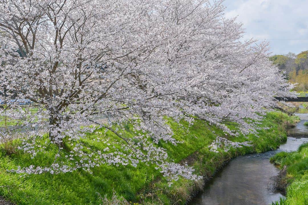 平塚市さんのインスタグラム写真 - (平塚市Instagram)「桜レポート🌸 市内各所 今日から４月がスタート！３日（月）から新生活という方も多いのではないでしょうか。 市内の桜もこの週末で見頃を過ぎてしまうところが多そうです。 3月29日以降、撮影した桜スポットを、いくつか本日はご紹介📸 みなさんのお花見スケジュールの参考にしてもらえたら嬉しいです！  １枚目 塚越古墳公園（北金目） ２枚目 農業技術センター前（上吉沢） ４枚目 寺分ちびっこ広場北側座禅川近く（土屋）  #手をつなぎたくなる街 #hiratsukagood #hiratsuka #平塚 #kanagawaphotoclub #湘南 #shonan #季節の花 #季節の花を楽しむ #桜 #さくら  #はなまっぷ #ザ花部 #花の写真館 #花のある暮らし #best_moments_flora #mst_flower #今日もお疲れ様でした #週末の過ごし方 #日々　#暮らし #instagramjapan #igersjp #japanphoto」4月1日 12時00分 - hiratsukagood