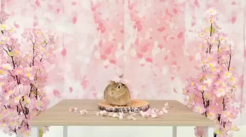 のインスタグラム：「【うさくらハイチーズ🐰🌸】  まるでＣＭ?! ゆめ牧場のアイドルうさ「ぷりん」くんの動画です🥰 可愛い仕草や表情を次々と決めてくれるので撮影もスムーズ。流石、撮られ慣れてます🤭  こんなかわいいうさぎさんと桜セットで 一緒に撮影ができるイベント明日までの開催です! ぜひお越しください🥰  🐰開催時間 14:00〜15:00 16 :00〜17:00 🐰開催場所 うさふわルーム 🐰参加方法　各回10分前から整理券配布※先着50組  #成田ゆめ牧場　 #うさぎ #撮影イベント #桜 #naritadreamfarm」