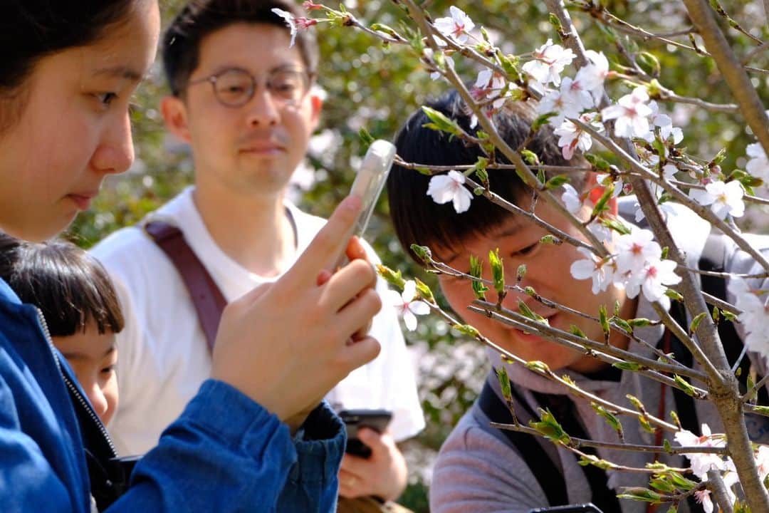 EINSHOP／アインショップさんのインスタグラム写真 - (EINSHOP／アインショップInstagram)「◎サクラを100倍楽しむガイドツアーin日岡山　始まりました🌸  　今日は日岡山公園内で、サクラを100倍楽しむガイドツアーを行っています。 いいお天気とほぼ満開の桜が最高の自然観察日和となっています🌸  このツアーでは、いままでずっと見てきた日本の春では当たりまえの桜が、自分にとっては特別な桜になります。 また自然観察も兼ねているので、桜だけではなく日岡山の豊な自然を感じ学ぶこともできます。  ガイドの三森さんから、スマホで桜をより美しく撮る手法も学びます。  参加者は大人も子供も、男性も女性もいます。ご家族で、友人同士で、どなたでも参加いただけます。  今日明日の２日間開催中です。まだ申し込みを受け付けていますので興味のある方はぜひご参加ください。  ・参加費用：2000 円 / お一人様１回 ・集合場所：ON THE HILL（日岡山公園隣接） 　 ・日程 　第１回　４月１日（土）1000 ─ 1130 時 　第２回　４月１日（土）1300 ─ 1430 時 　第３回　４月１日（土）1530 ─ 1700 時 　第４回　４月２日（日）1000 ─ 1130 時 　第５回　４月２日（日）1300 ─ 1430 時  ★応募フォームはこちら↓↓ https://forms.gle/6YJidTSjEXUTpzYq8 ※QRコードからも応募いただけます」4月1日 12時05分 - 634asaichi