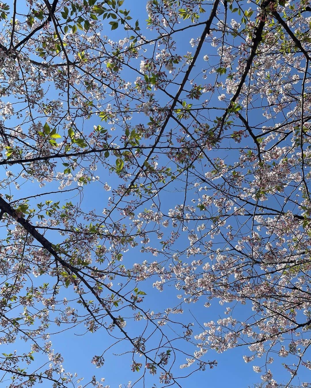 駒木結衣さんのインスタグラム写真 - (駒木結衣Instagram)「気がつけばもう葉桜に🌸🍃 新しい風が吹いています  みんなに愛され、別れを惜しまれ、 こんなに泣いた日はなかった、、 本当に素敵な仲間であり、友達のような姉のような。 ありがとう！  これからもよろしくね、大好き！  #april」4月1日 12時10分 - komaki_yui