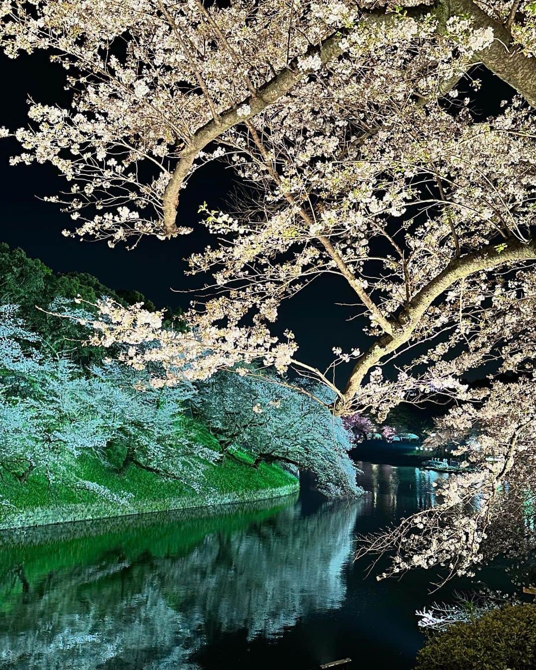 戸崎奈津さんのインスタグラム写真 - (戸崎奈津Instagram)「Sakura light up at Chidorigafuchi,🌸 One of the best place in Tokyo to see the cherry blossoms 🌸 ⛵️ 夜桜ライトアップ間に合った🫶💚💗💙  #桜 #yozakura #sakura #tokyo #夜桜 #千鳥ヶ淵 #cherryblossoms #chidorigafuchi #chidorigafuchipark #sakura🌸 #🌸 #桜スポット #東京 #お花見 #tokyotokyo」4月1日 12時11分 - naa_tsu0827
