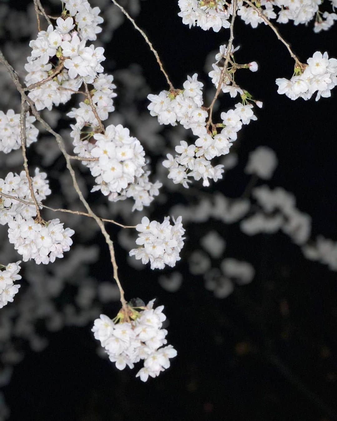 ITZYさんのインスタグラム写真 - (ITZYInstagram)「밤 벚꽃🌸」4月1日 12時29分 - itzy.all.in.us