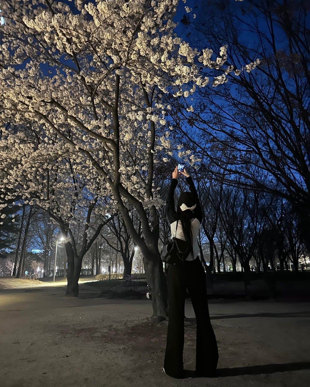 ITZYさんのインスタグラム写真 - (ITZYInstagram)「밤 벚꽃🌸」4月1日 12時29分 - itzy.all.in.us