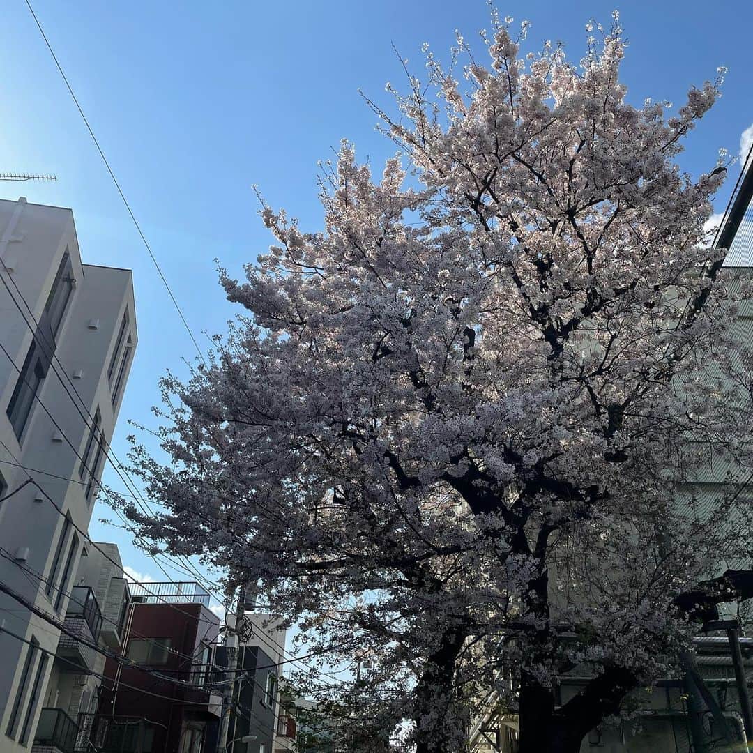 smilebabyさんのインスタグラム写真 - (smilebabyInstagram)「きのう駒沢公園へお花見に行ってきました🌸 みなさんはもう行かれましたか？ 武蔵小山には林試の森公園で桜が見れるみたいですね！ 今日もあったかくてお花見日和ですね☀️ 武蔵小山のキレイな桜も載せておきます☺️  わたしはまだ武蔵小山に詳しくないので、ぜひ武蔵小山の素敵なところやおいしいご飯教えてください🌈  毎年思うのですが、桜の写真撮るのって難しくないですか？  ——————————————————- 商品のお問い合わせはDMからもお受けしています、気になる商品がございましたらお気軽にDM又はお電話にて ご連絡お待ちしております✨ ————————————————— #子供服のスマイルベビー LINE@お友達登録で 10%オフクーポンプレゼント中🎁 新着情報や会員限定クーポンなど🎟  #キッズ服 #キッズコーデ #キッズTシャツ #古着 #instastyle #お洒落さんと繋がりたい #子供服セレクトショップ #子供のいる暮らし #子供服 #子供服通販 #武蔵小山 #品川区 #親バカ部 #baby #kids #ベビー #キッズ  #styleinspo #プチプラ #男の子コーデ #ベビーコーデ #出産祝い #女の子コーデ #kidsfashion」4月1日 12時25分 - smilebaby.info