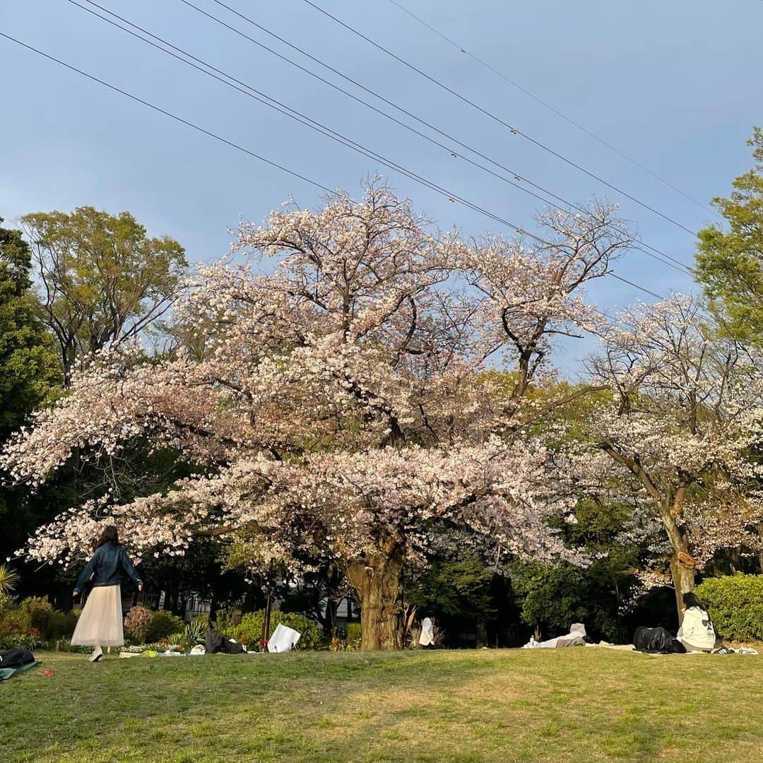 smilebabyのインスタグラム：「きのう駒沢公園へお花見に行ってきました🌸 みなさんはもう行かれましたか？ 武蔵小山には林試の森公園で桜が見れるみたいですね！ 今日もあったかくてお花見日和ですね☀️ 武蔵小山のキレイな桜も載せておきます☺️  わたしはまだ武蔵小山に詳しくないので、ぜひ武蔵小山の素敵なところやおいしいご飯教えてください🌈  毎年思うのですが、桜の写真撮るのって難しくないですか？  ——————————————————- 商品のお問い合わせはDMからもお受けしています、気になる商品がございましたらお気軽にDM又はお電話にて ご連絡お待ちしております✨ ————————————————— #子供服のスマイルベビー LINE@お友達登録で 10%オフクーポンプレゼント中🎁 新着情報や会員限定クーポンなど🎟  #キッズ服 #キッズコーデ #キッズTシャツ #古着 #instastyle #お洒落さんと繋がりたい #子供服セレクトショップ #子供のいる暮らし #子供服 #子供服通販 #武蔵小山 #品川区 #親バカ部 #baby #kids #ベビー #キッズ  #styleinspo #プチプラ #男の子コーデ #ベビーコーデ #出産祝い #女の子コーデ #kidsfashion」