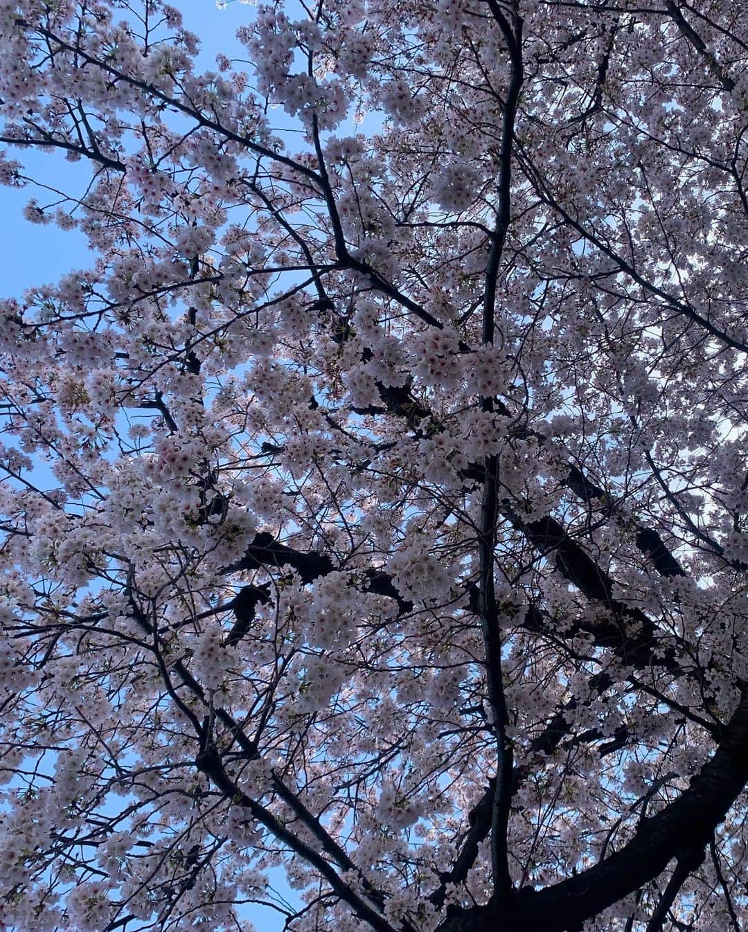 浅田真央さんのインスタグラム写真 - (浅田真央Instagram)「🌸満開の桜🌸 🌸癒されました🌸 🌸心も満開🌸 🌸また来年🌸」4月1日 12時27分 - maoasada2509
