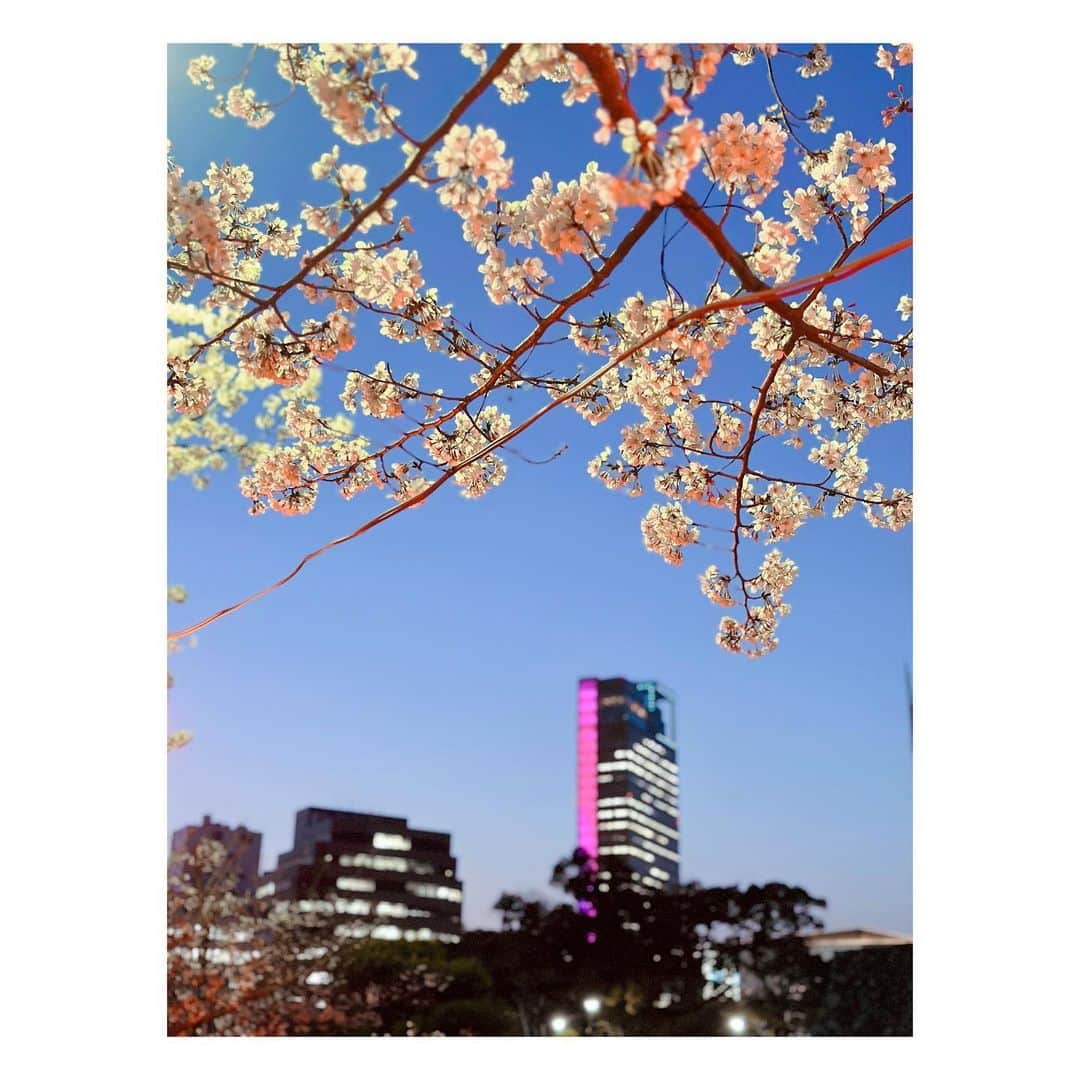 石井奏美さんのインスタグラム写真 - (石井奏美Instagram)「玉藻公園の夜桜🌸 同期でお花見してきました👀  #香川#高松#夜桜#玉藻公園 #kagawa#🌸」4月1日 12時32分 - ishii_kanami