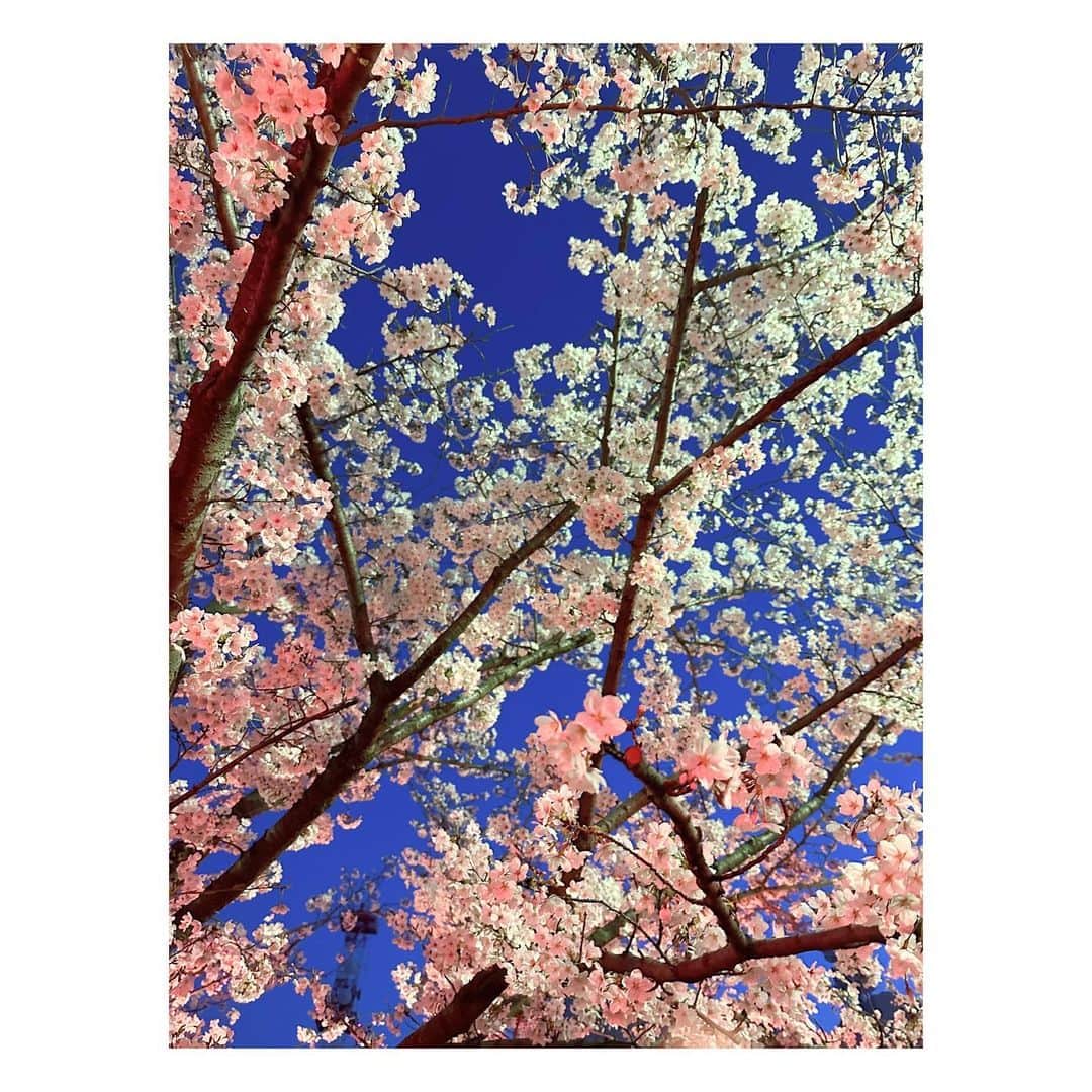 石井奏美さんのインスタグラム写真 - (石井奏美Instagram)「玉藻公園の夜桜🌸 同期でお花見してきました👀  #香川#高松#夜桜#玉藻公園 #kagawa#🌸」4月1日 12時32分 - ishii_kanami