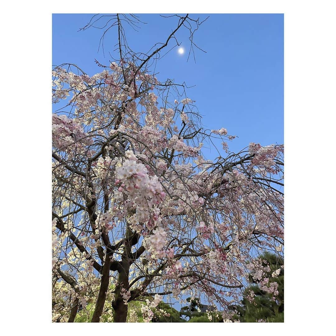 石井奏美さんのインスタグラム写真 - (石井奏美Instagram)「玉藻公園の夜桜🌸 同期でお花見してきました👀  #香川#高松#夜桜#玉藻公園 #kagawa#🌸」4月1日 12時32分 - ishii_kanami