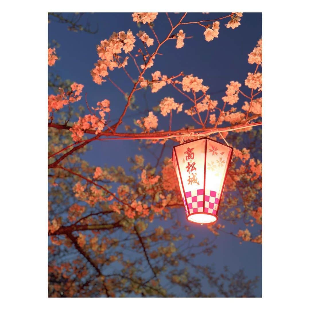 石井奏美のインスタグラム：「玉藻公園の夜桜🌸 同期でお花見してきました👀  #香川#高松#夜桜#玉藻公園 #kagawa#🌸」