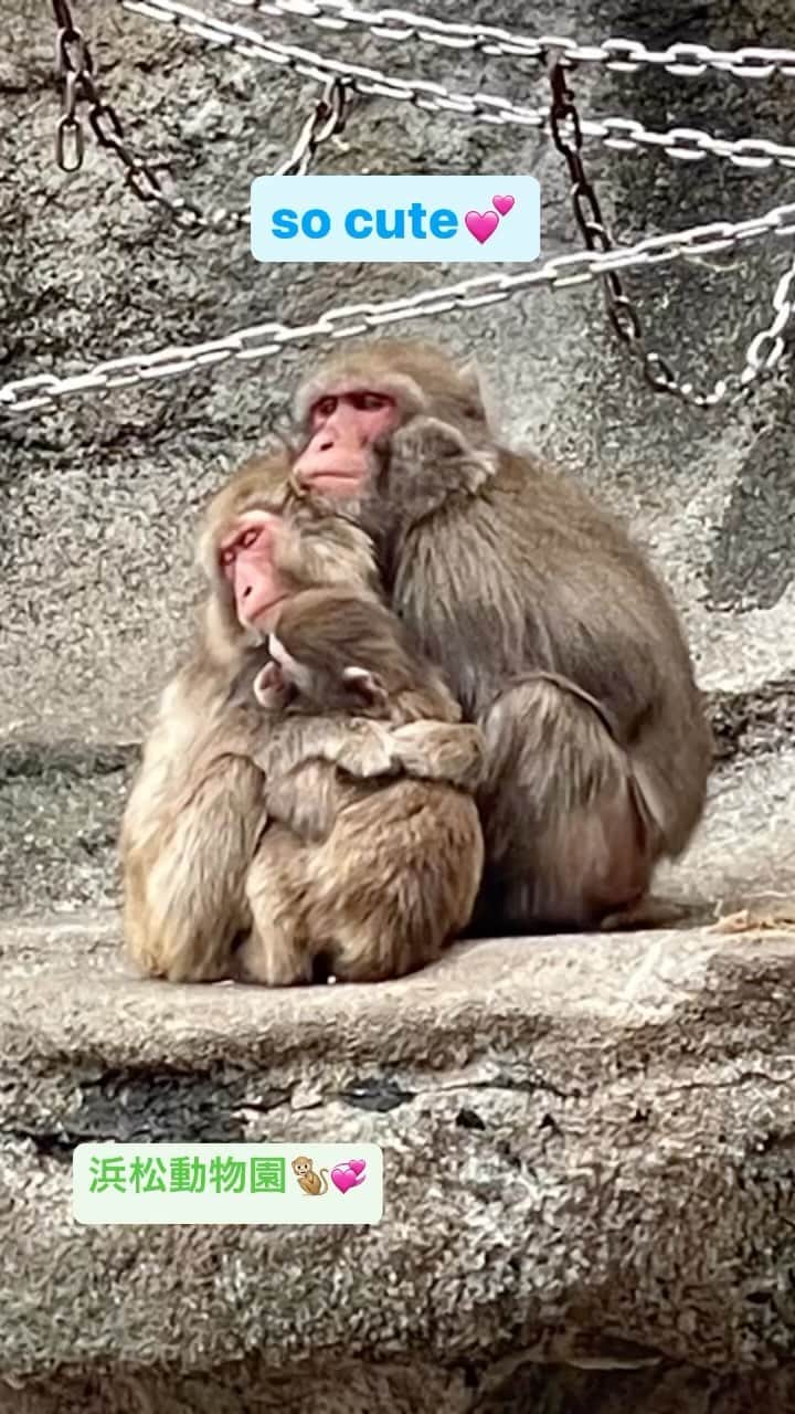 宮内ひかるのインスタグラム：「浜松動物園で見つけたお猿さんたちがかわいすぎた😂❤️  #浜松動物園 #はまzoo #動物園 #お猿さん」